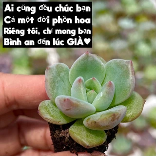 sen đá Pha lê đỏ size mini 2-2,5cm THUANPHAT GARDEN, ú nù, lỗi 1 đổi 1