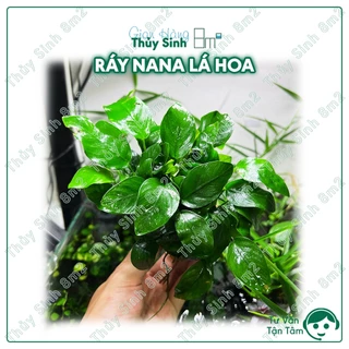 Ráy Nana Lá Hoa, Ráy Thủy Sinh, Ráy Nana | Cây Thủy Sinh KHÔNG CO2, Giá Thể | 8m2