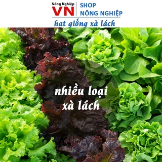 Nhiều loại hạt giống xà lách dễ trồng, ăn ngon