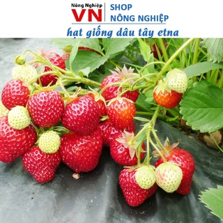 Hạt giống dâu tây đỏ ETNA quả to, trĩu quả, vị ngọt thanh mát  0.05gram