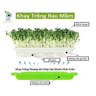 Khay Trồng Rau Mầm, Giá Đỗ Thông Minh Không Cần Giá Thể