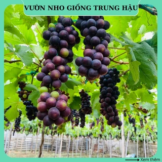 Cây nho giống Hạ Đen không hạt thân dây leo giàn trồng chậu NH04