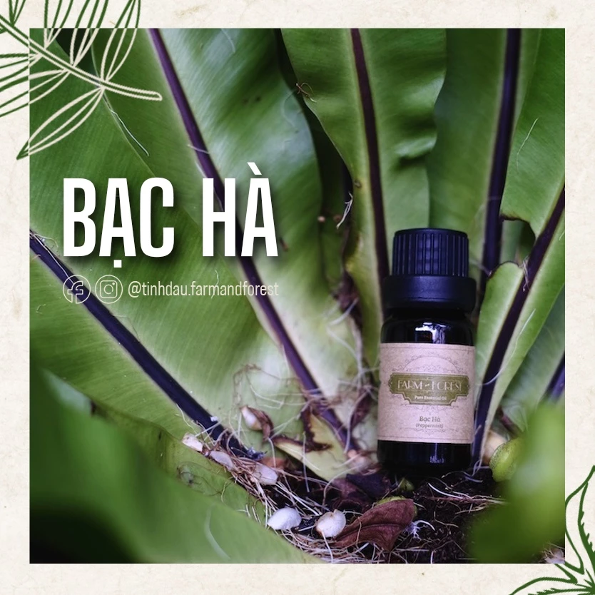 Tinh Dầu Bạc Hà 10ml, Tinh Dầu Thiên Nhiên Nguyên Chất, Farm & Forest, Làm Thơm Phòng, The Mát, Giải Cảm.