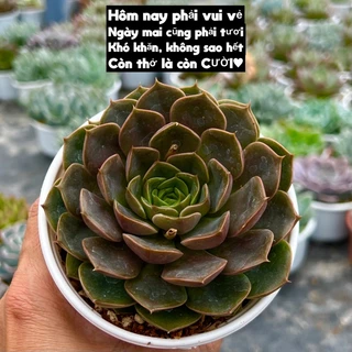 cây sen đá Bông Hồng tím size trung bình 8-10cm THUANPHAT GARDEN, form đẹp, lỗi 1 đổi 1