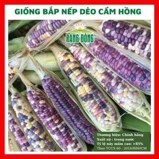 Hạt giống bắp nếp dẻo cẩm hồng - rau củ quả chịu nhiệt 4 mùa ngon nảy mầm cao 5g