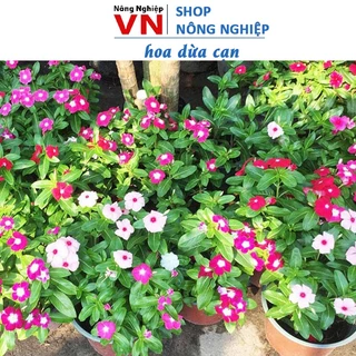 Hạt Giống Hoa Dừa Cạn màu hồng cực đẹp, dễ trồng, lên quanh năm không tốn công chăm sóc