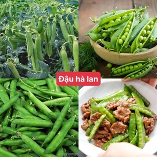 Hạt giống đậu HÀ LAN siêu quả cao sản