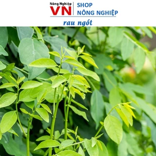 1Gr hạt giống rau ngót Trung Nông