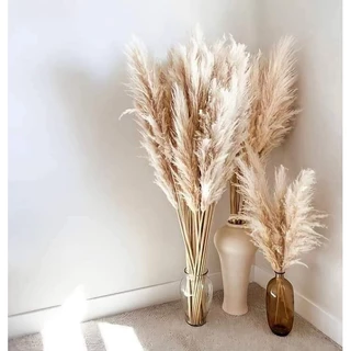 🌸Cành lau xù tự nhiên🌸 Cành lau to decor 🌸Pampas grass🌸