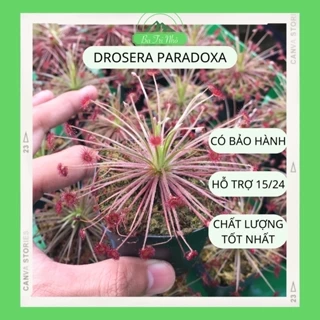 Cây bắt mồi ăn thịt gọng vó Drosera Paradoxa siêu chịu nhiệt I Ba Tri Nhỏ