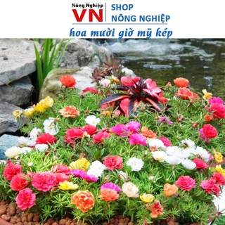 Hạt Giống Hoa Mười Giờ Nhiều Màu 0.03gr