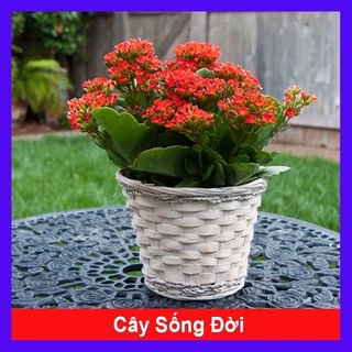 Cây sống đời ta màu đỏ (cây hoa bỏng) trồng tiểu cảnh, sân vườn