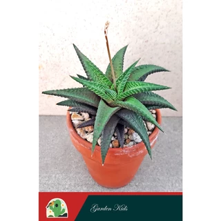 Cây móng rồng Haworthia Limifolia