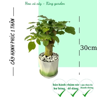 Cây hạnh phúc 1 thân kèm chậu sứ kim cương, Cao 30cm, thích hợp để bàn làm việc