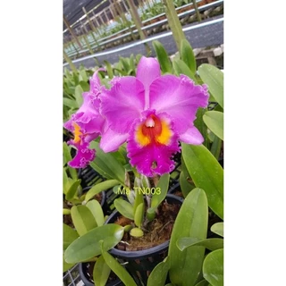 Cattleya hoa đại mã TN-03