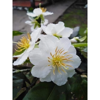 Bạch mai thái (cây mai hoa trắng) gốc quấn rễ đẹp