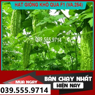 HẠT GIỐNG KHỔ QUA  NẢY MẦM TỐT QUẢ TO