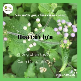 1kg cây hoa cứt lợn tươi (cỏ hôi, ngũ sắc tím), đặt hàng mới hái