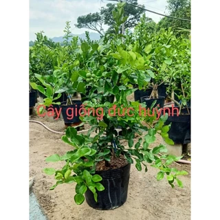 Cây chúc chanh thái giá 1 cây 29k cây cao từ 35cm