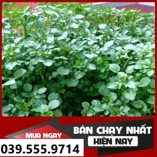 HẠT GIỐNG RAU CẢI XOONG - CHẤT LƯỢNG GIỐNG CHUẨN