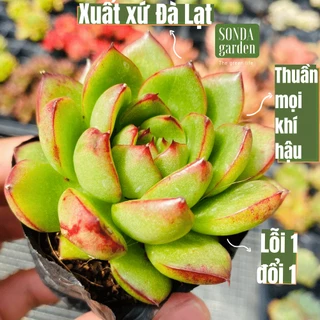 Sen đá viền lửa SONDA GARDEN size bé 5-8cm, cây cảnh trang trí nhà cửa, lỗi 1 đổi 1