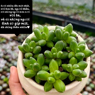 Cây sen đá Kim Cương Xanh size mini 2-2,5cm THUANPHAT GARDEN, siêu đẹp, lỗi 1 đổi 1