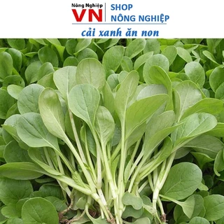 Hạt giống cải xanh ăn non 20gram RADO 638