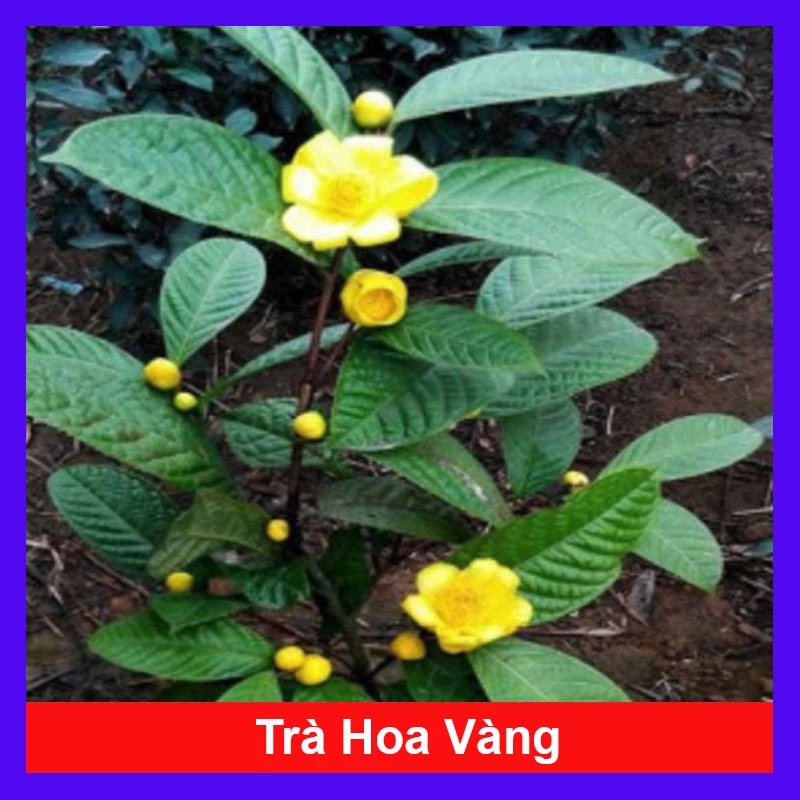 Cây trà hoa vàng - chè hoa vàng