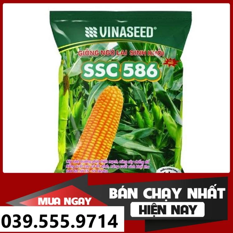 HẠT GIỐNG NGÔ SINH KHỐI SSC586 1KG - GIỐNG CHUẨN SIÊU NĂNG SUẤT