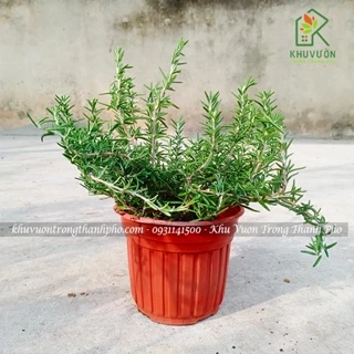 Cây hương thảo rũ, cây rosemary