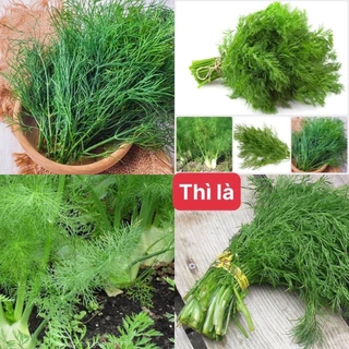 10g Hạt giống Thì Là Tứ Quý ( thơm khôgn nồng, gieo trồng quanh năm )