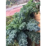 Hạt Giống Cải Xoăn Kale - 100 hạt