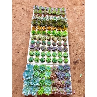 112 cây sen đá mini (14 loại ) xuất vườn đà Lạt đã thuần khí hậu