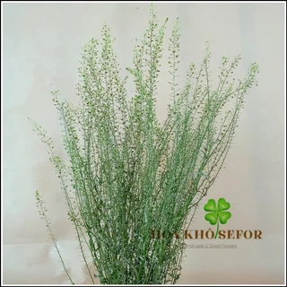 Hoa khô decor Bắc Âu ❤️FREESHIP❤️ Hoa khô Green Love chụp ảnh sản phẩm, trang trí nhà cửa