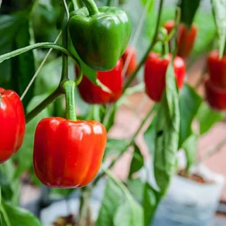 [Hạt giống nhập] Hạt giống ớt chuông đỏ chịu nhiệt - tỷ lệ nảy mầm 95%
