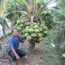 cây giống Dừa Xiêm Lục
