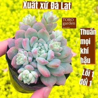 Sen đá dù hồng Đà Lạt size bé cây cảnh trang trí nhà cửa Toro garden