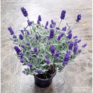 10h Hạt Giống Hoa Oải Hương Lavender Lùn 30cm