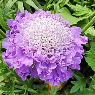 20h Hạt Giống Hoa Cúc Tai Thỏ Cầu Lửa Scabiosa Mix