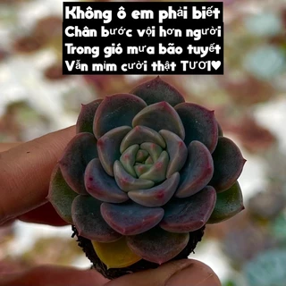 cây sen đá Diệp Hà size mini 2-2,5cm THUANPHAT GARDEN, nuôi lâu siêu đẹp siêu ra cây con, lỗi 1 đổi 1