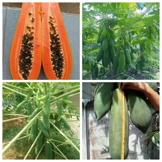 Hạt giống Đu Đủ Phuket Nhập Khẩu nguyên bao bì Thái Lan - 50 hạt - nảy mầm >90%