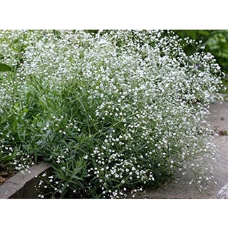 50h Hạt Giống Hoa Baby Breath Lâu Năm Bông Nhỏ