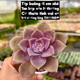 cây sen đá Hồng Mập Graptopetalum purple delight size bầu 4-4,5cm, cây cảnh trang trí nhà cửa THUANPHAT GARDEN