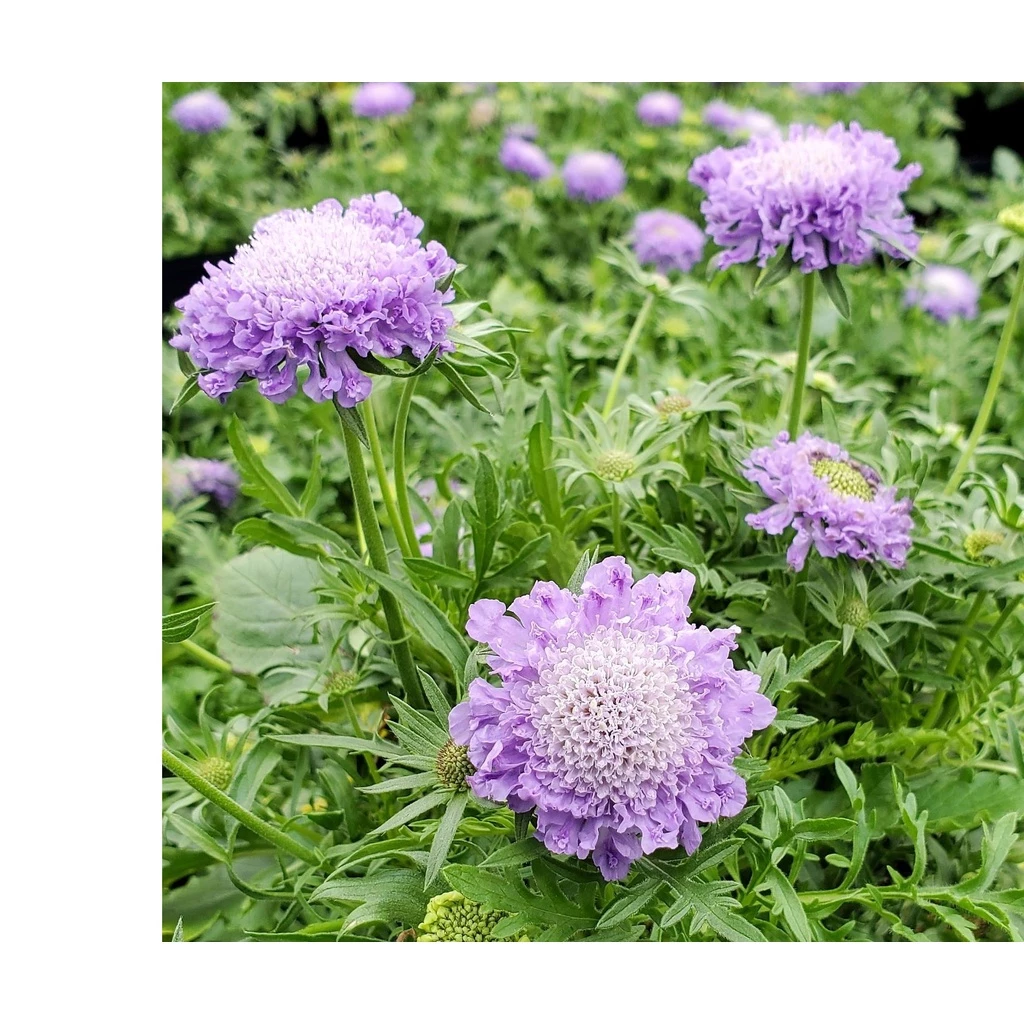 20h Hạt Giống Hoa Cúc Tai Thỏ Cầu Lửa Scabiosa Mix