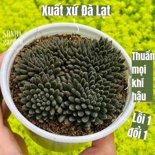 Sen đá nhím đen SONDA GARDEN size trung bình 10-12cm, cây cảnh trang trí nhà cửa, lỗi 1 đổi 1