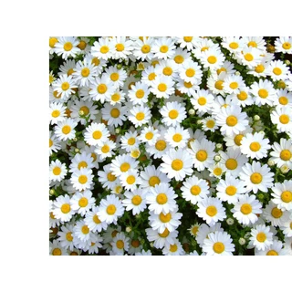 50h Hạt Giống Hoa Cúc Chi Trắng Siêu Lùn Creeping 30cm