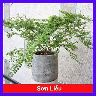 Cây Sơn Liễu - cây cảnh sân vườn