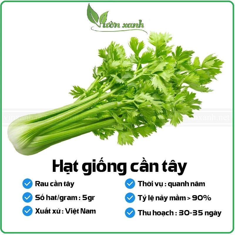 Hạt giống cần tây 5gr