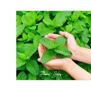 100h Hạt Giống Bạc Hà Spearmint