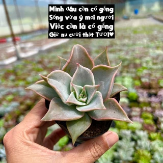 Cây sen đá madiba size bầu 4-4,5cm THUANPHAT GARDEN, giống mới siêu hot, lỗi 1 đổi 1